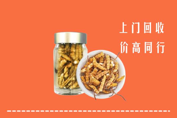 乌拉特前旗回收冬虫夏草